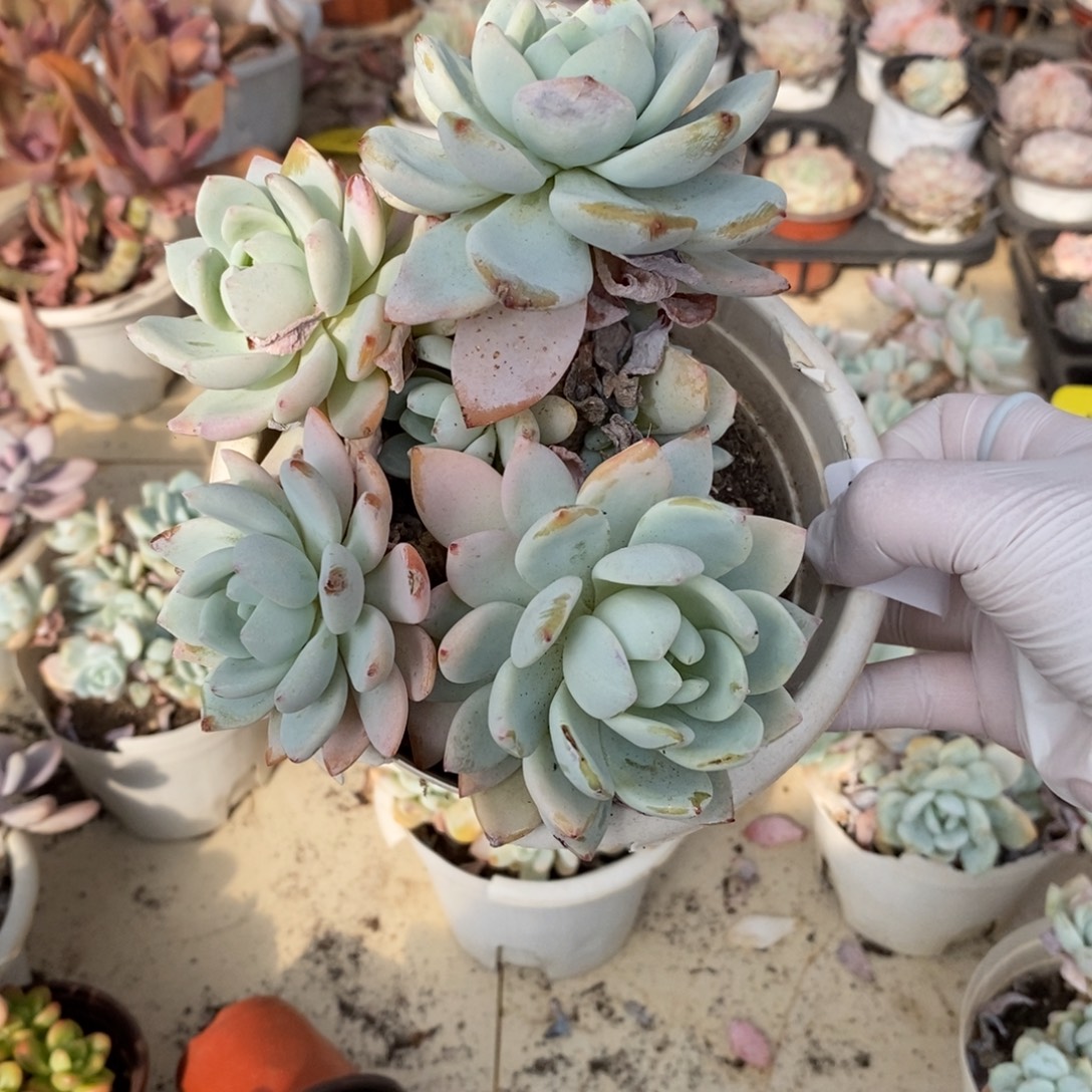 吖***妹710冷香老桩一物一拍