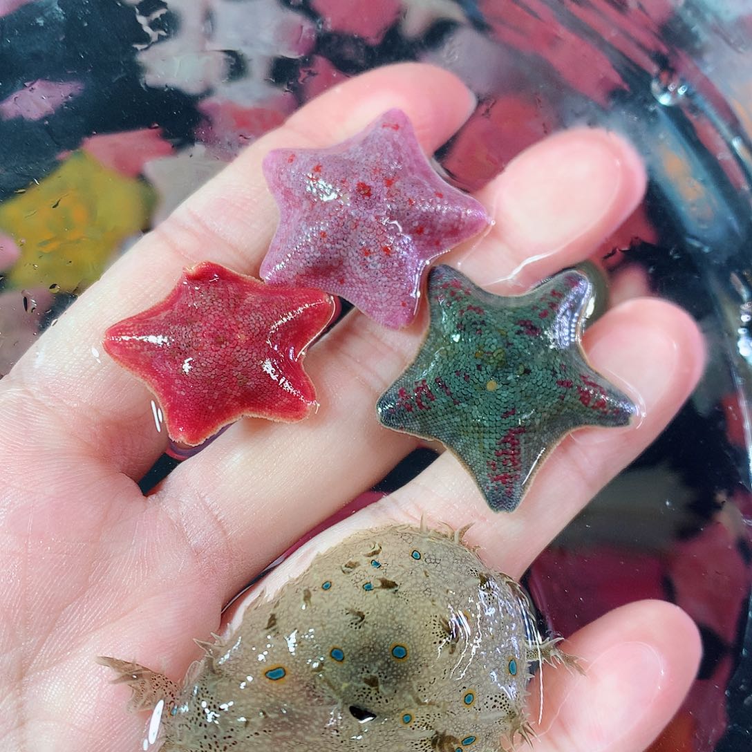 海水鱼海燕海星 派大星