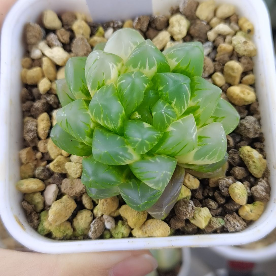 152号OM玉露锦一物一拍带盆土发货