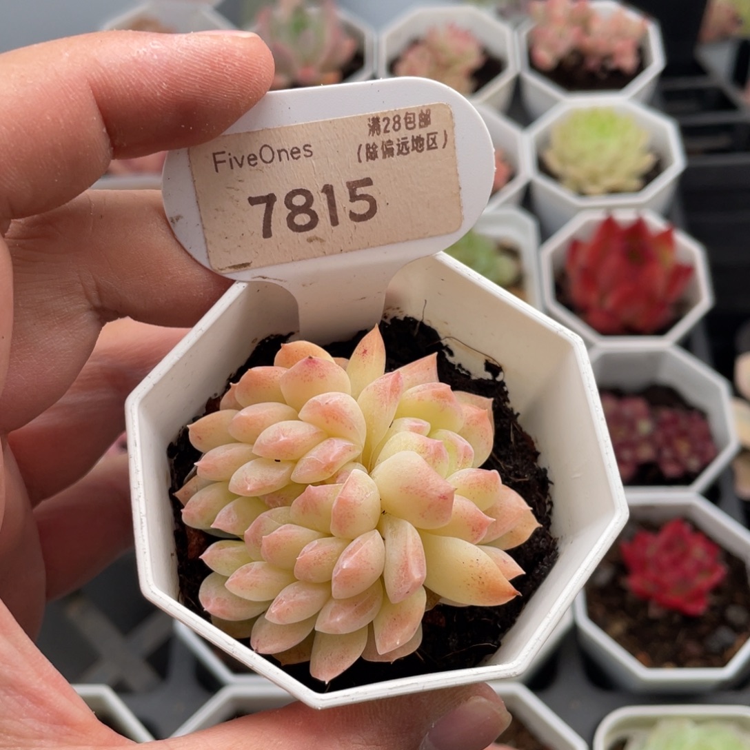 桃熏女王缀7815-5.5厘米