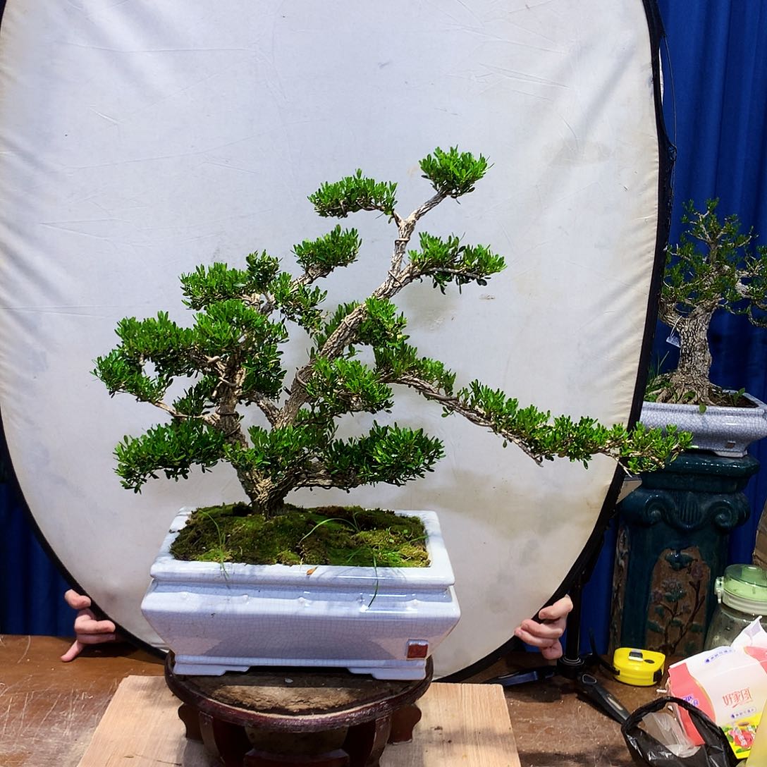 黄杨盆景一物一拍