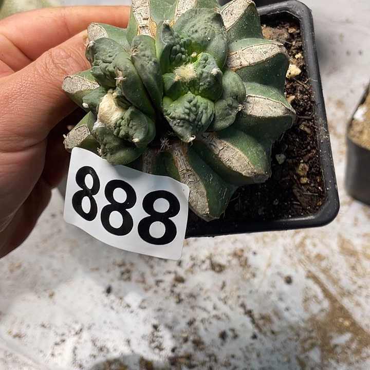 完全开放888怒涛两个头