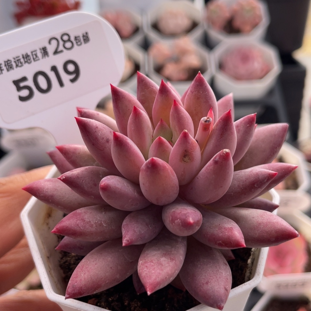 金鱼姬5019-7.0厘米