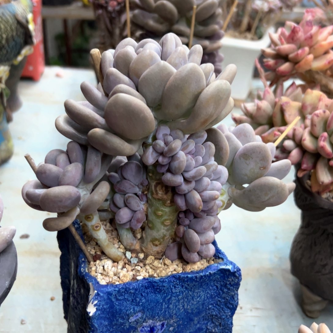 月美人有伤68 零零多肉植物