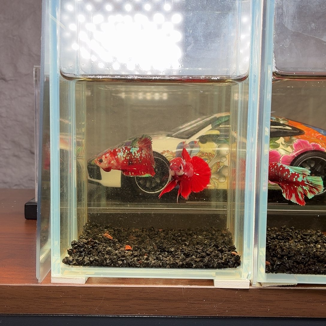 斗鱼彩金将军公鱼