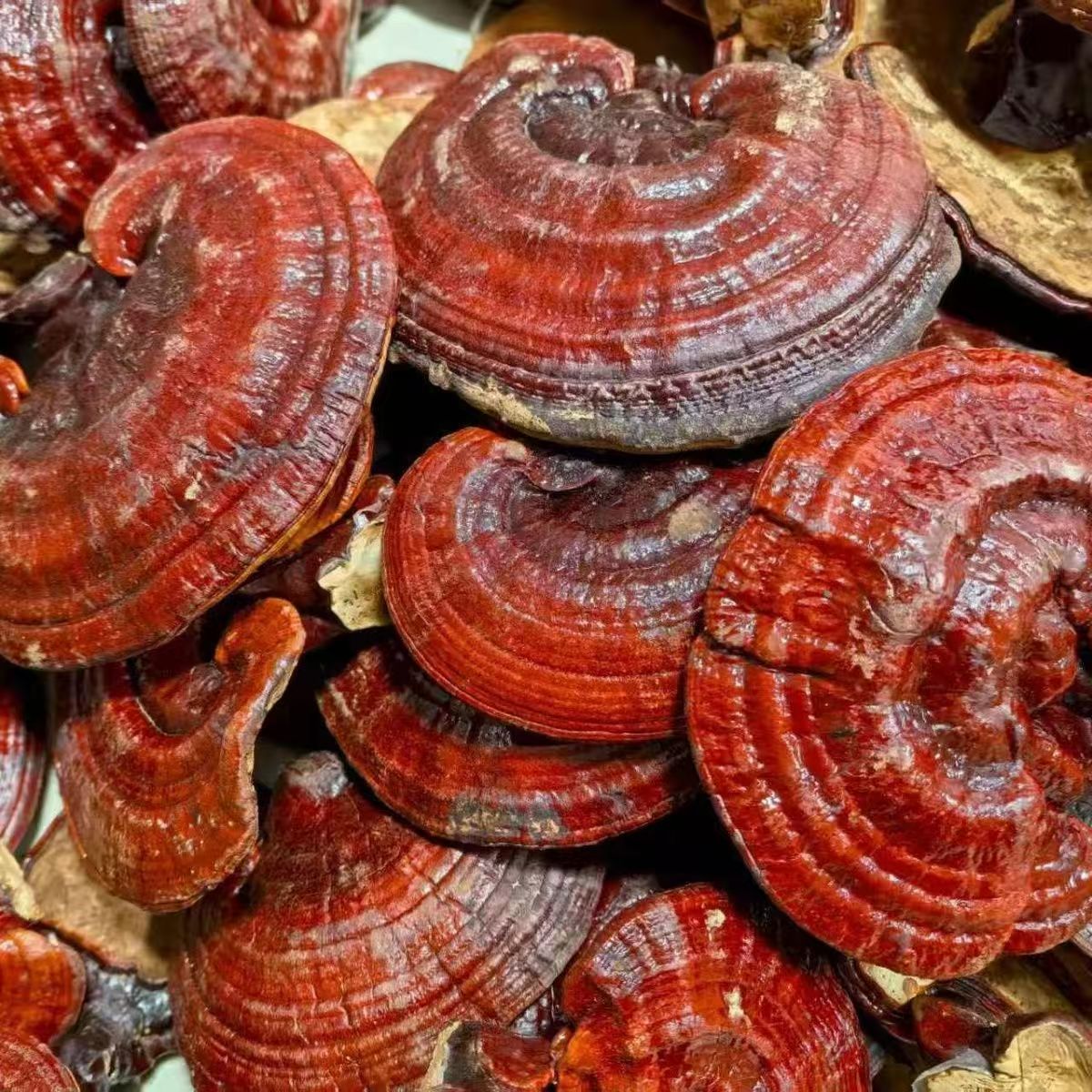 【乌蒙山货】云南赤灵芝野外干货整枝灵芝可煲汤炖鸡泡茶泡酒