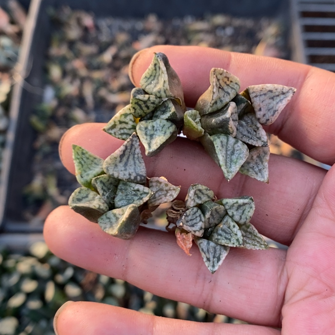 620 一颗小潘多拉魔盒 周末整点福利