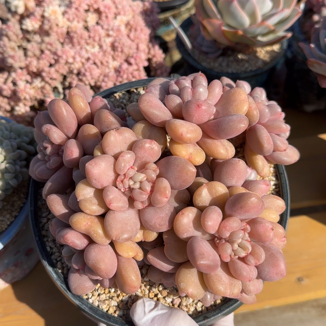 叶植庭多肉：比尔盖茨