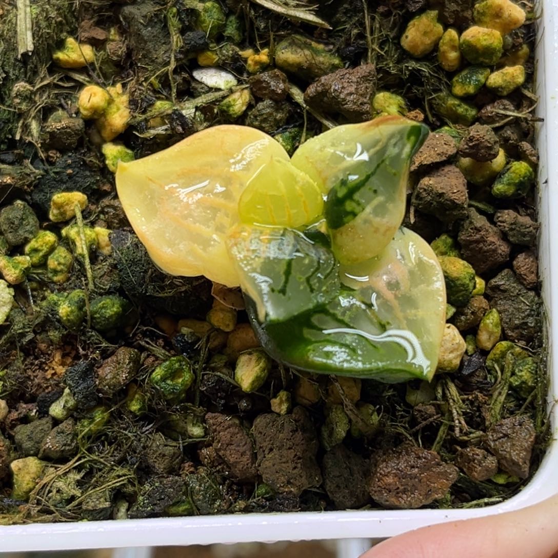 4阿房宫锦（根一般介意勿拍）福利专场