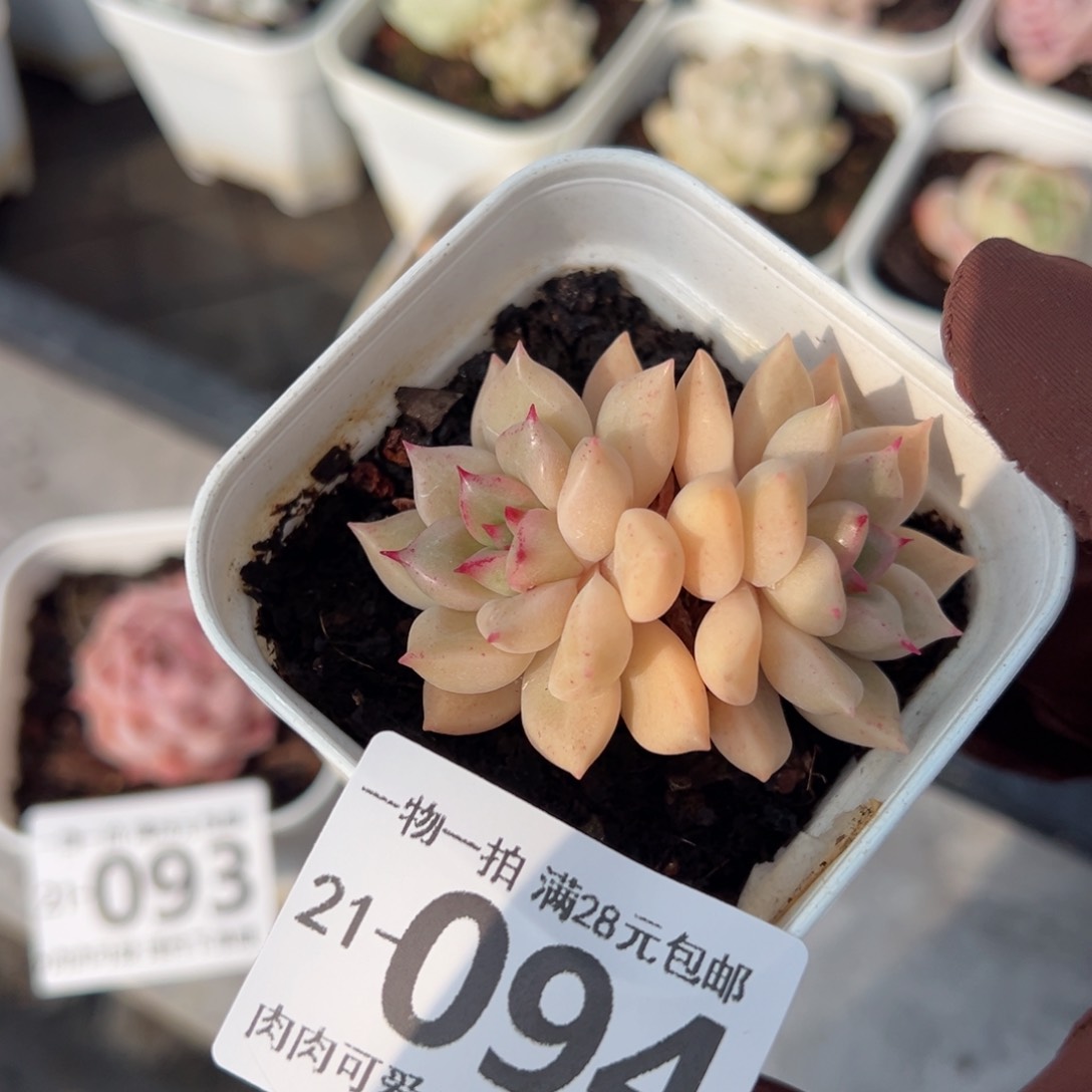 黄金璀璨多肉多肉多肉多肉