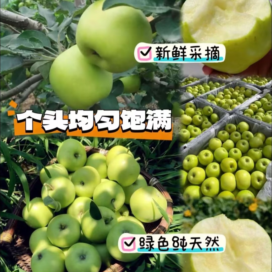 酸甜苹果头茬现摘新鲜当季应季水果脆爽可口多汁