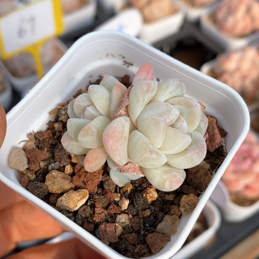 精品多肉一物一拍不包整147
