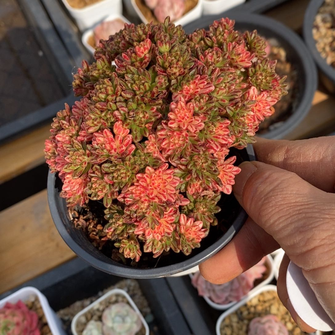 精品多肉一物一拍不包整339