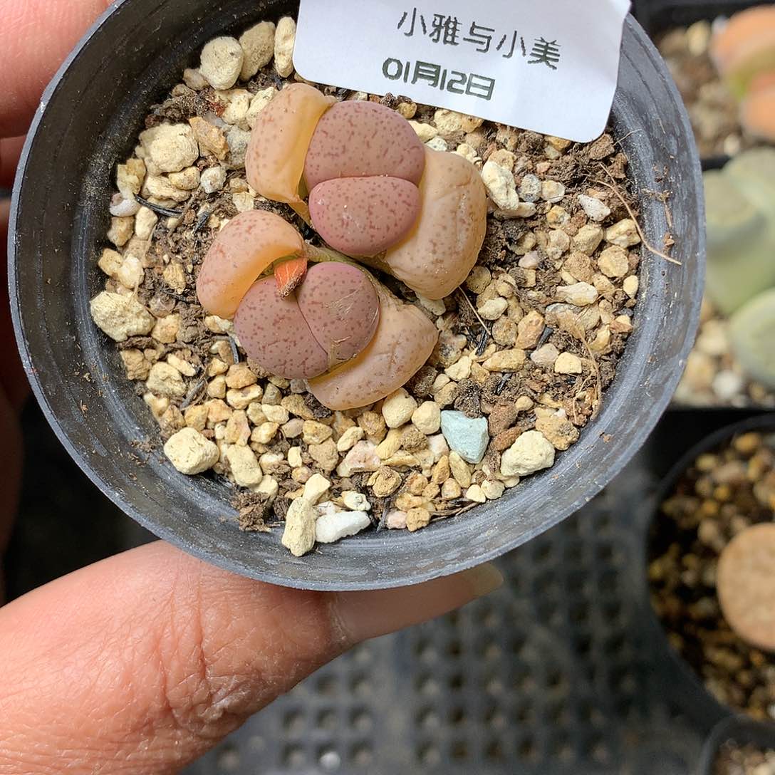 B211多肉植物保护研究所