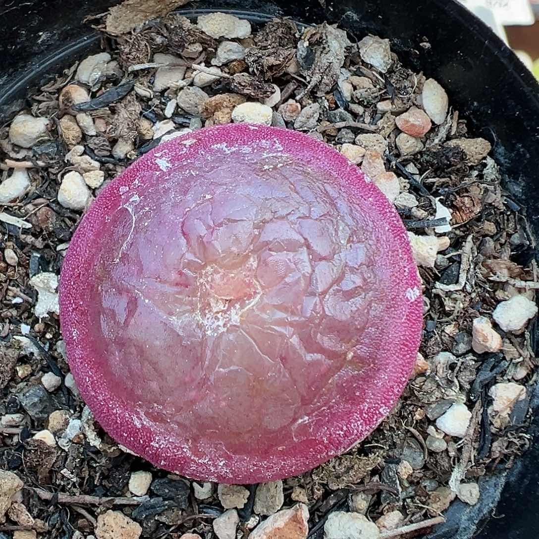 253灯泡带盆土发货