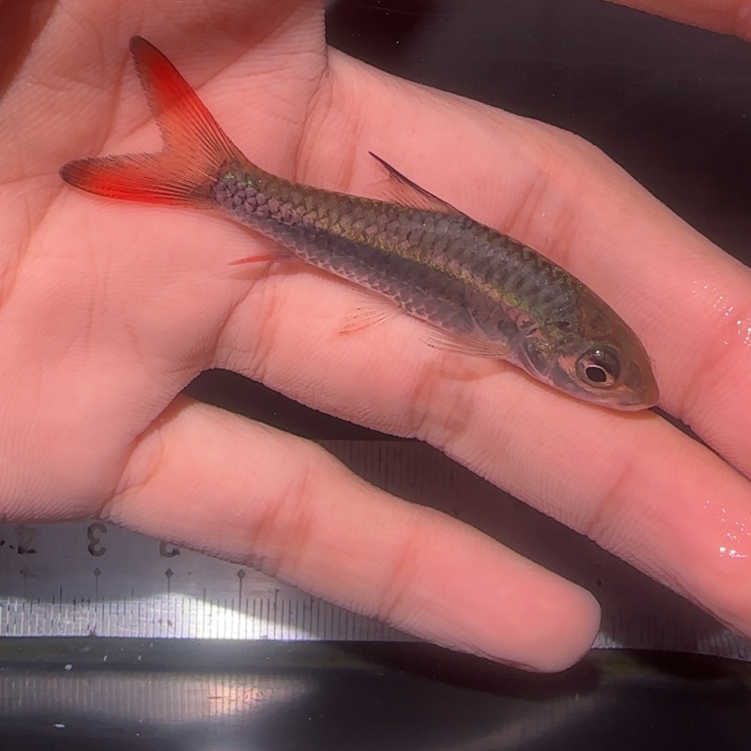 海水鱼蓝旗彩虹非洲蓝彩