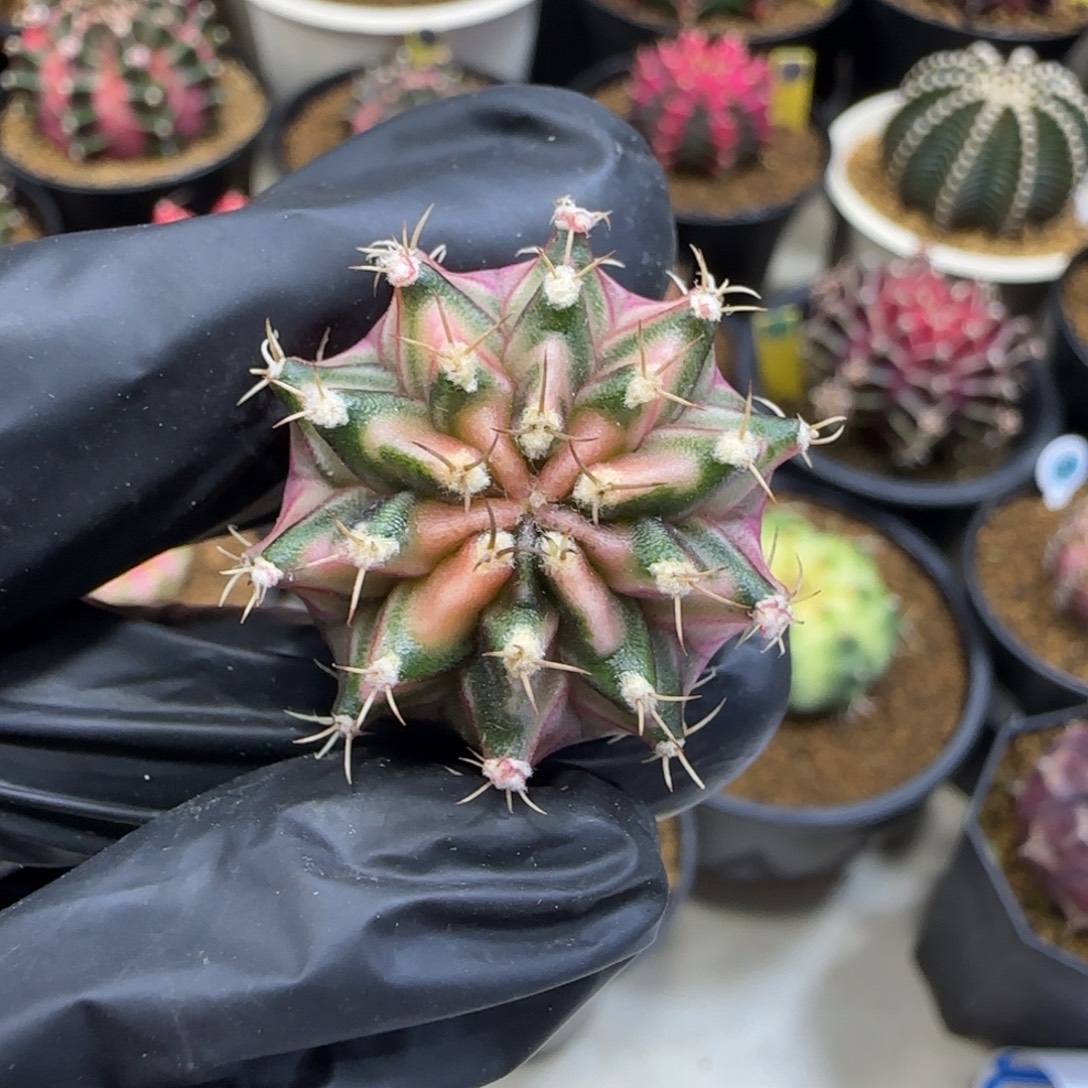 泰系全品侧芽裸根发货