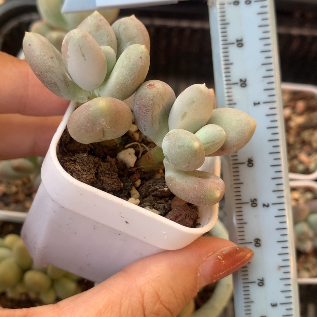 加菲猫 精品韩国奶酪多肉