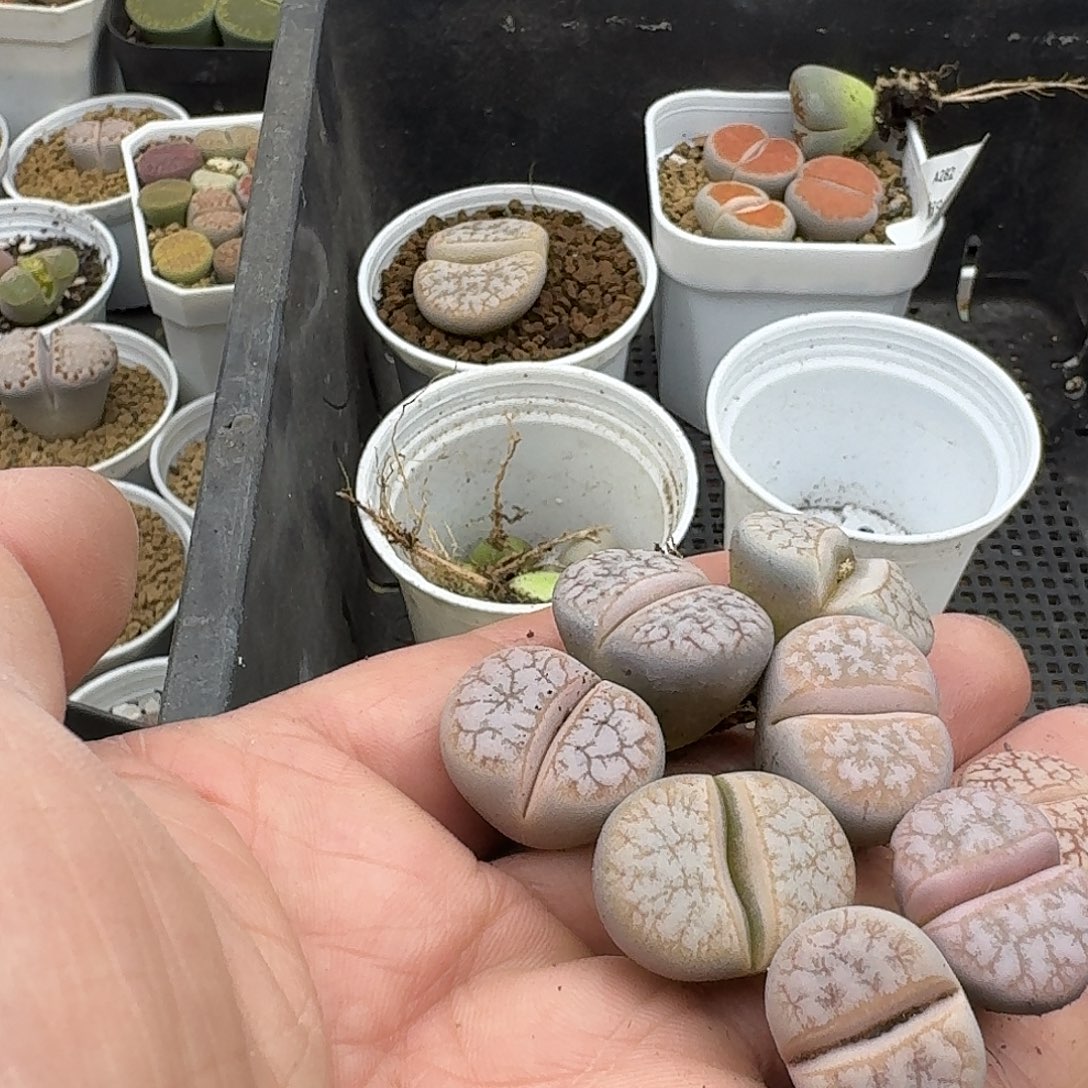 成***柜多肉哈哈哈哈哈哈哈哈