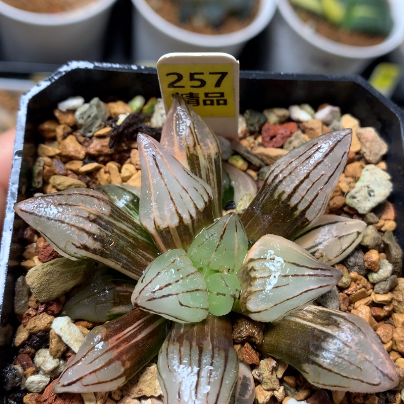 【闪购商品】257西瓜