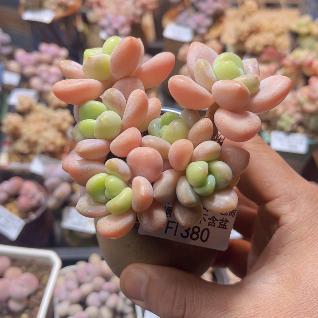 380橘子香水洛神8cm多肉