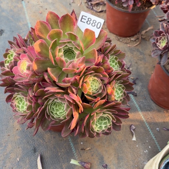 海王多肉植物不包损880