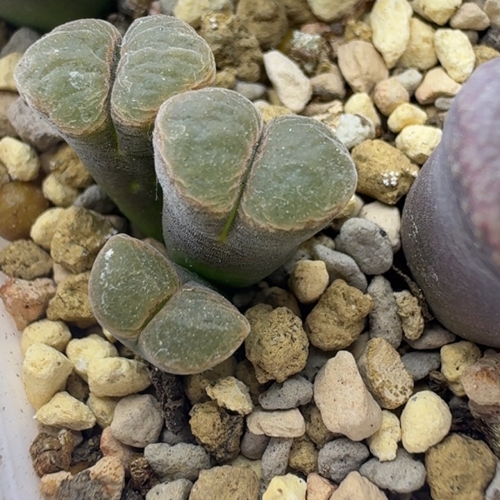 22号三头风铃一物一拍0.9