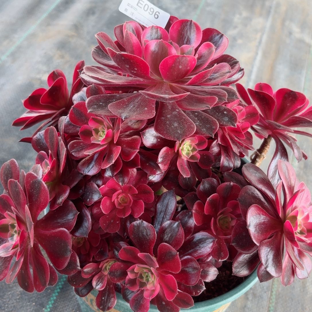 096大美杜莎多肉植物