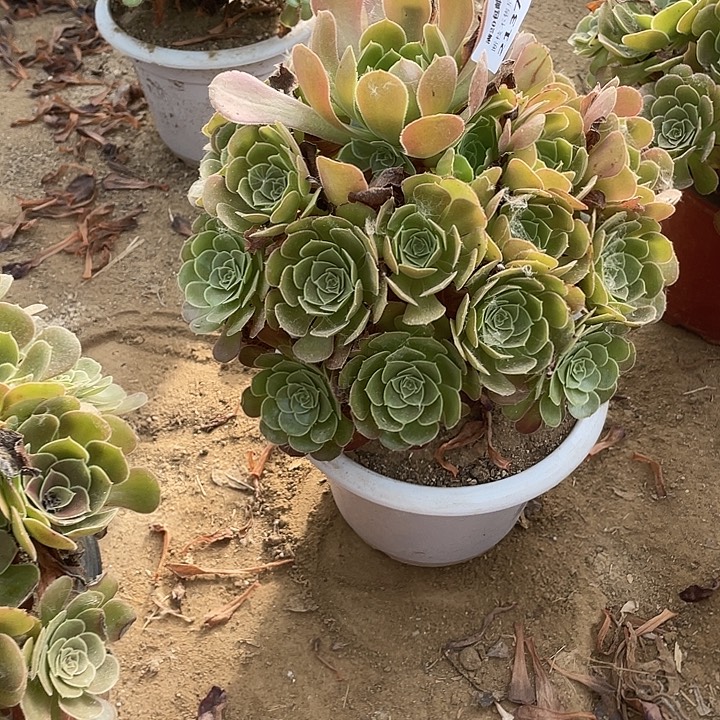 2137荷兰法师多肉断枝不包