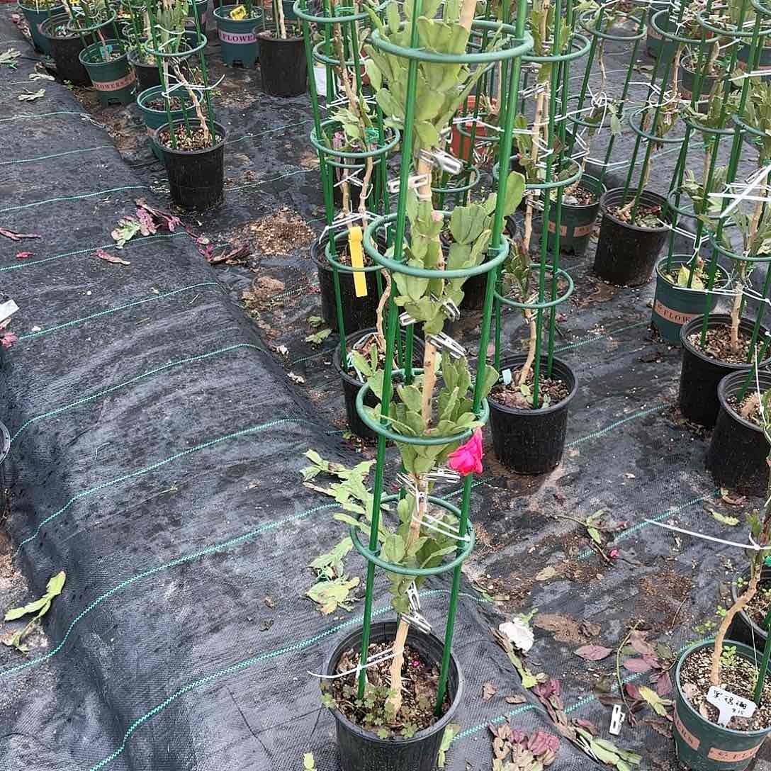 【闪购商品】用****彩冬珍珠叶仙嫁接蟹爪兰