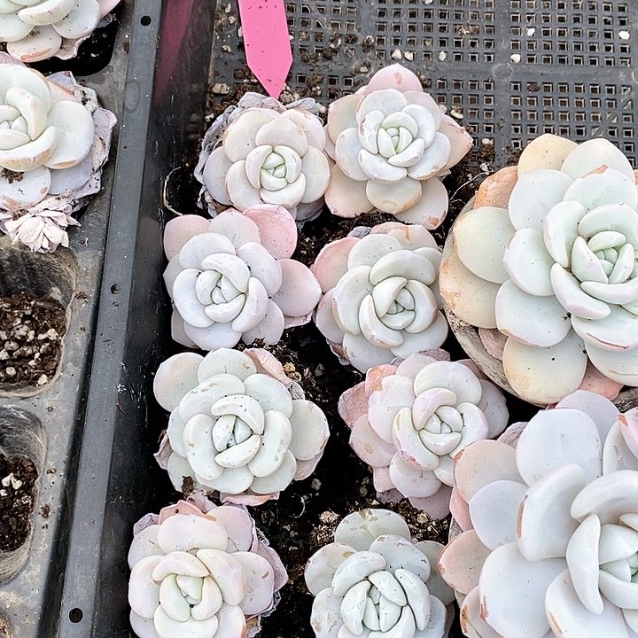 7号直播间一物一拍精控雪莲8颗