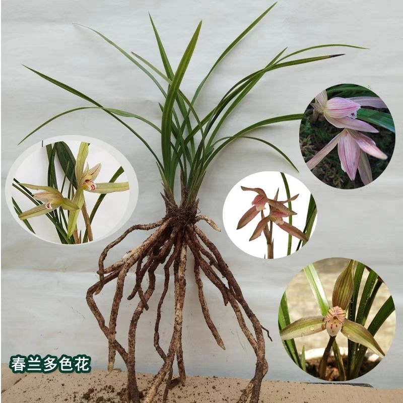 春兰 莲瓣 建兰 绿兰 寒兰 发其一