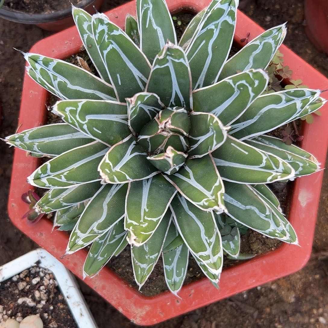 杜呃啊呃呃呃呃呃呃呃呃