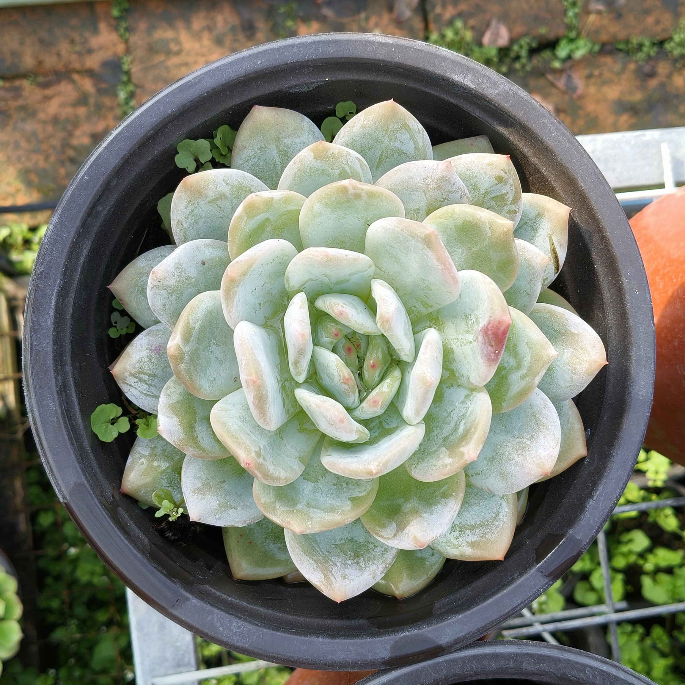 橙梦露单头大颗多肉植物室内书房好养适合新手