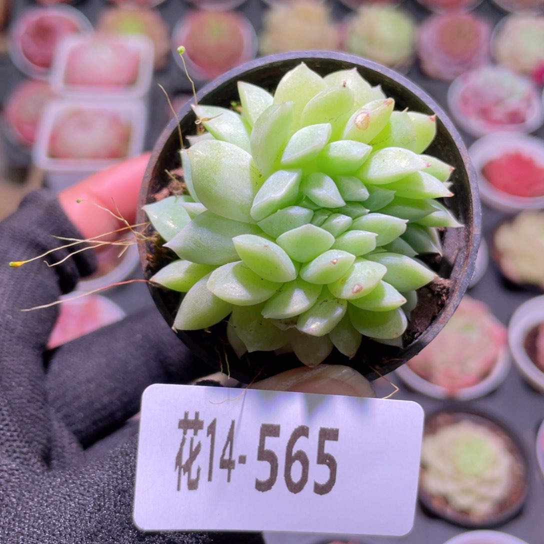 花利美14-565新品缀化