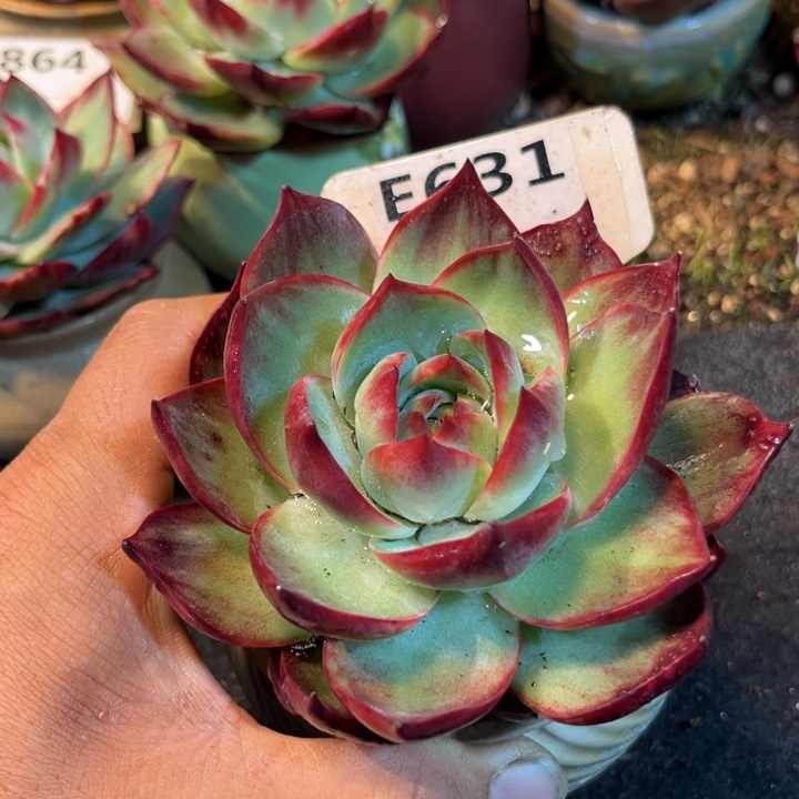 惊鸿一瞥多肉植物631