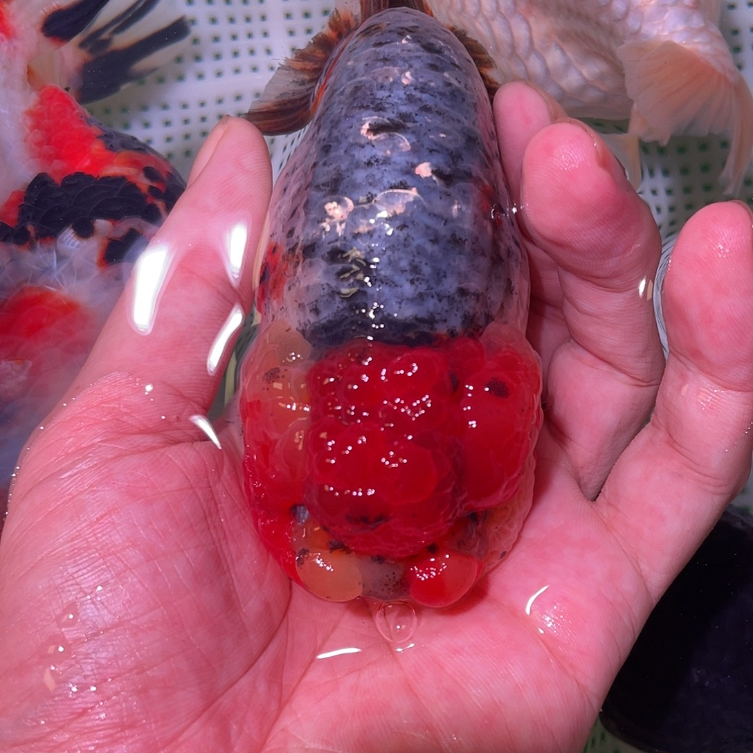 金鱼红头银甲麒麟