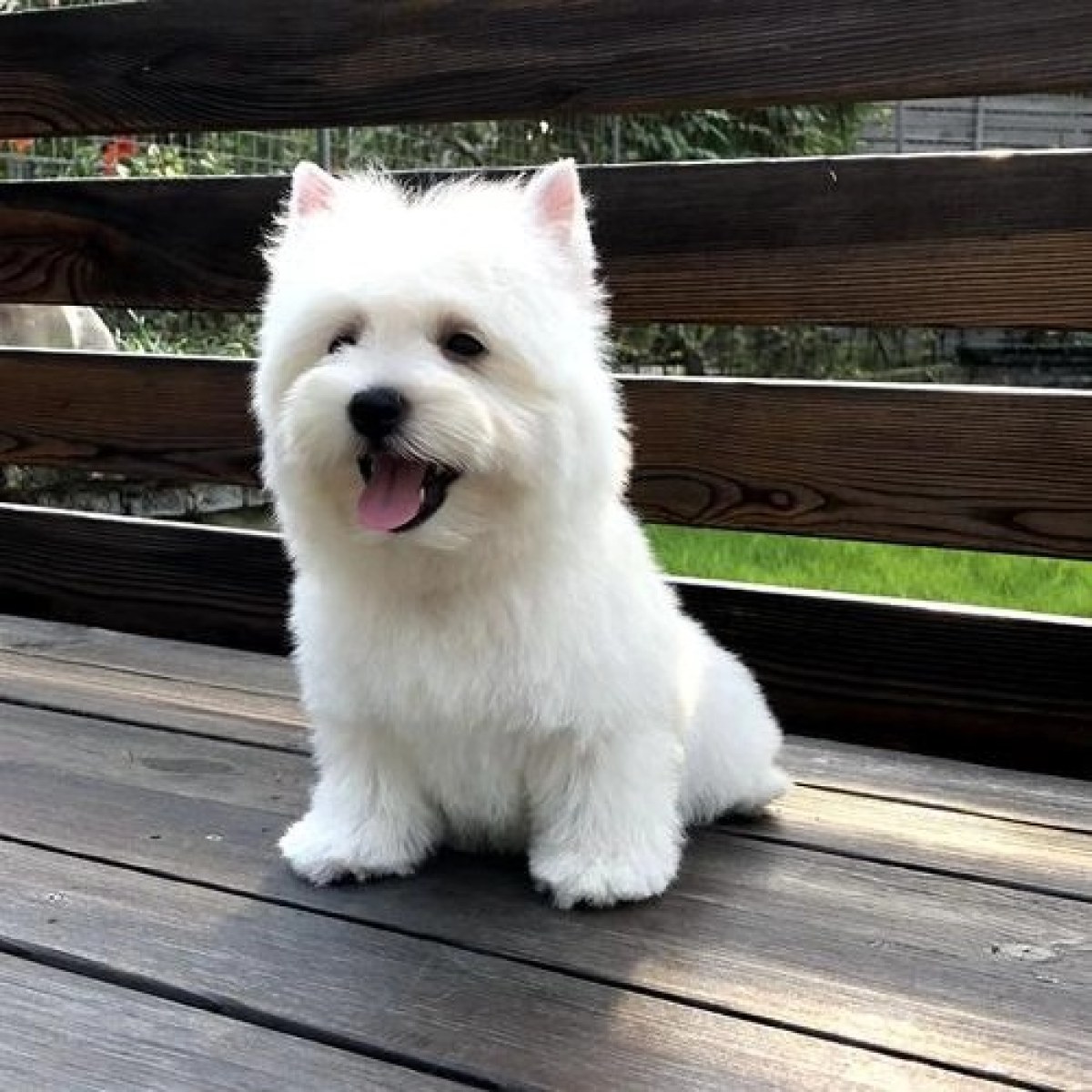 萌宠西高地活体幼犬（以直播间展示为准）