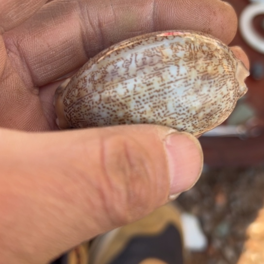 行***缘核桃木/黑胡桃（胡桃木）