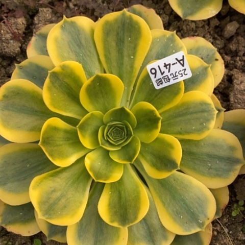 416香炉盘黄锦满25包邮多肉