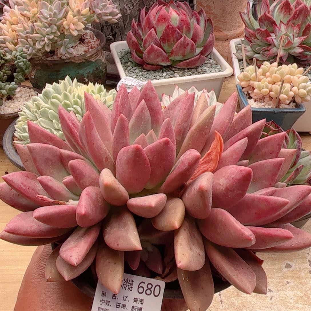 680桃花源德华多肉