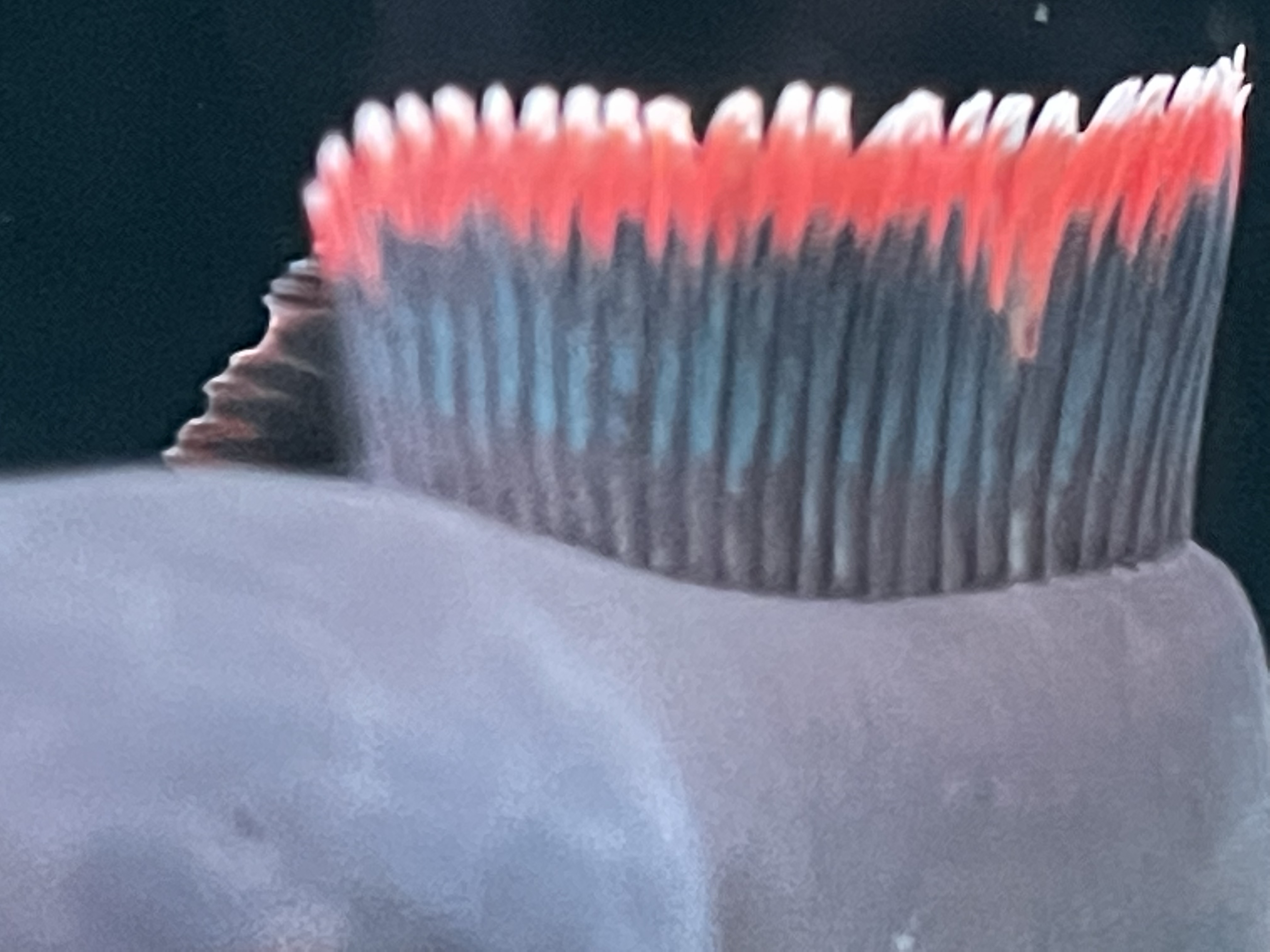 火背雷龙 雷龙鱼淡水凶猛观赏鱼原生态无科技活体