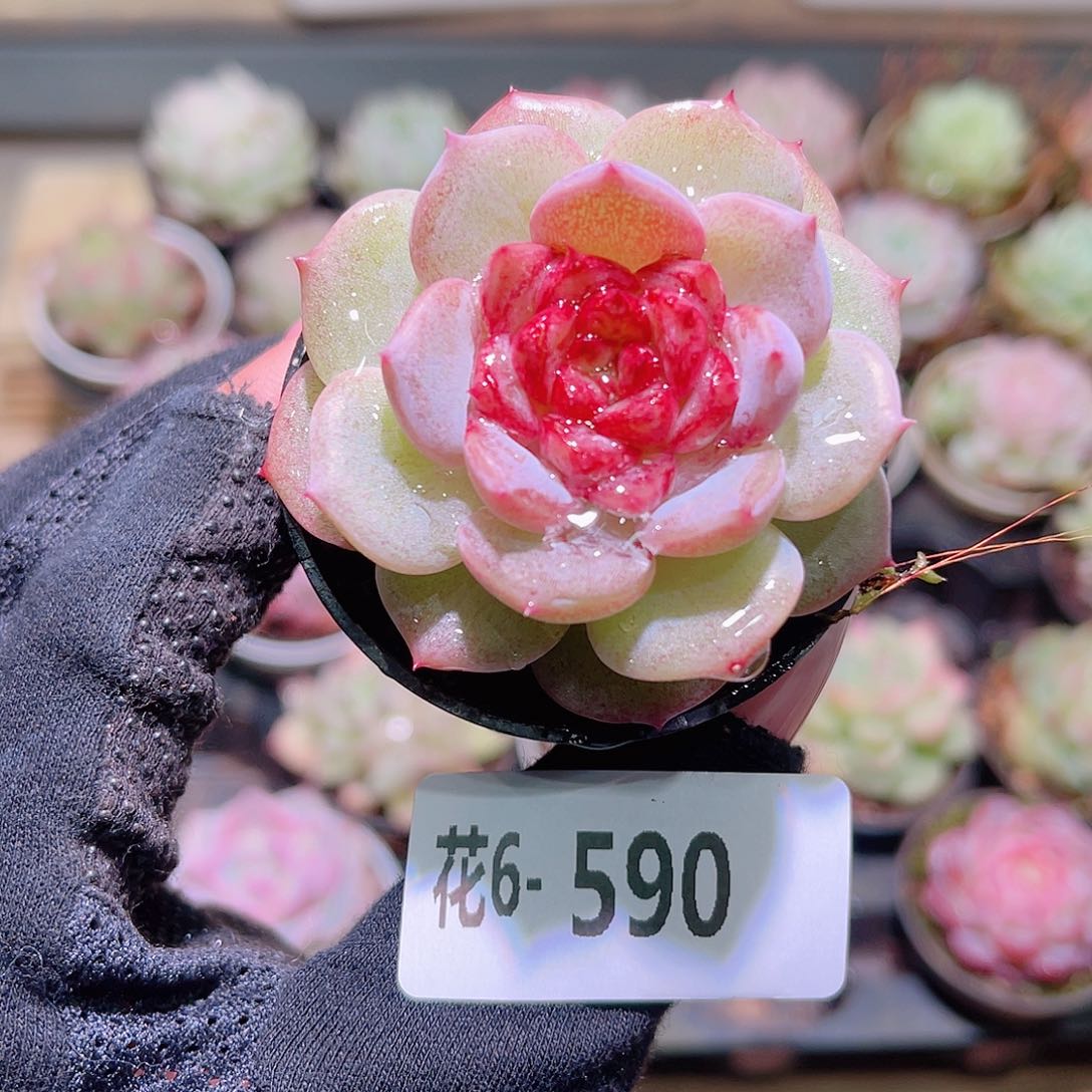 花利美6-590新品