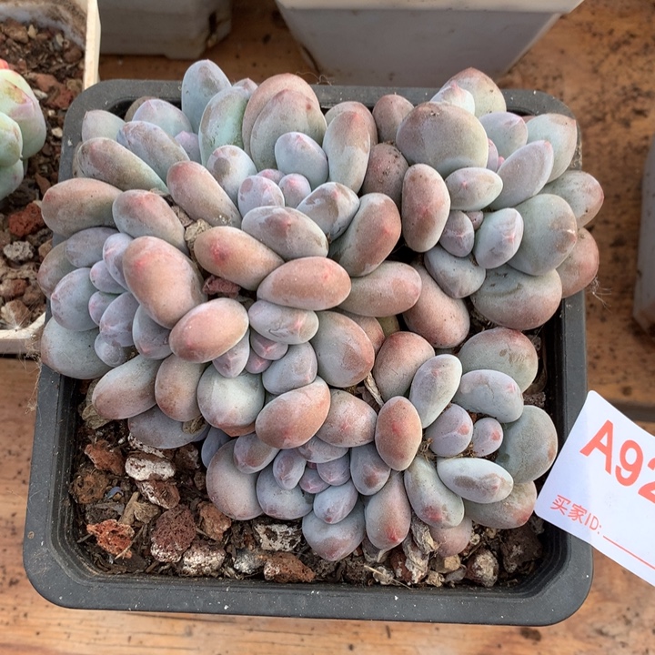顷***钰925。             
