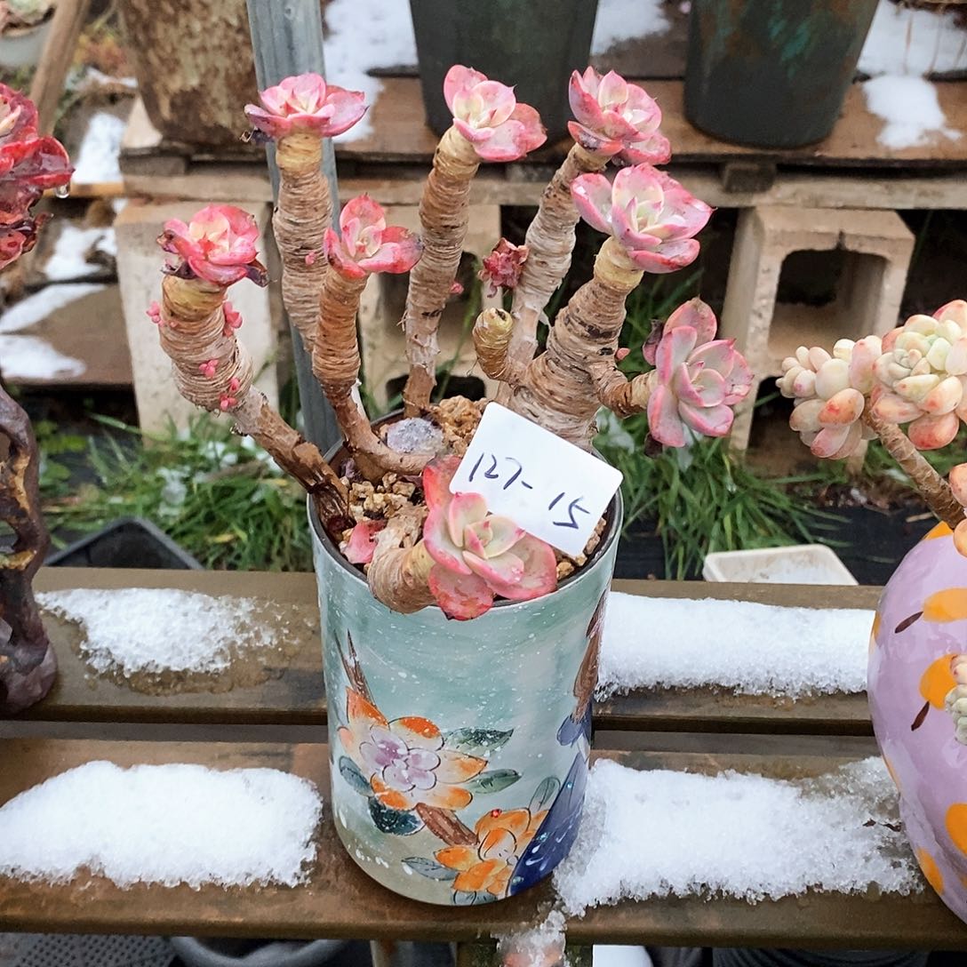 杨*丽多肉植物泪无痕127-15