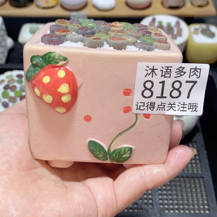 带盆土植物 精美盆栽8187