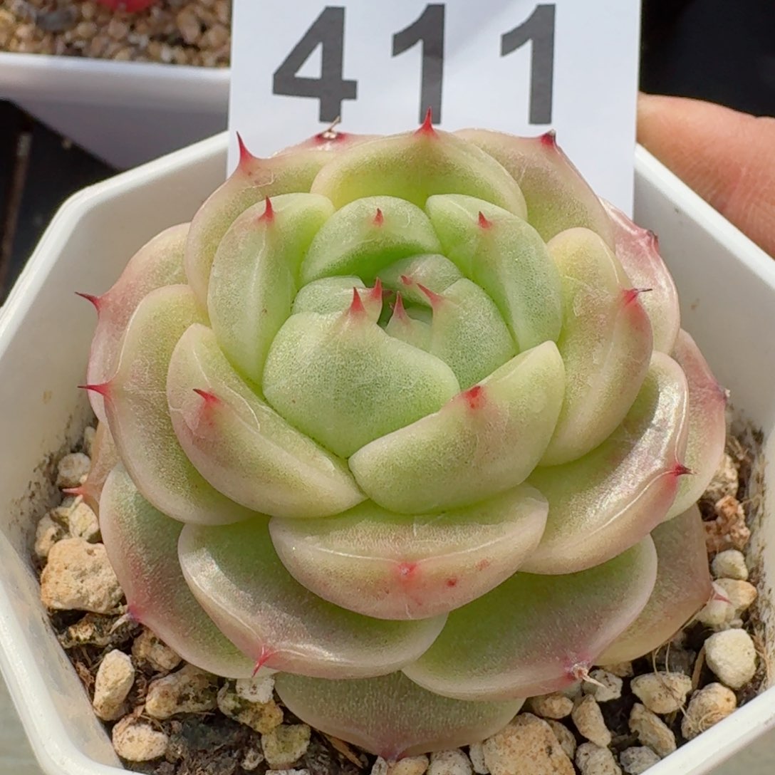 麦秆         精品多肉