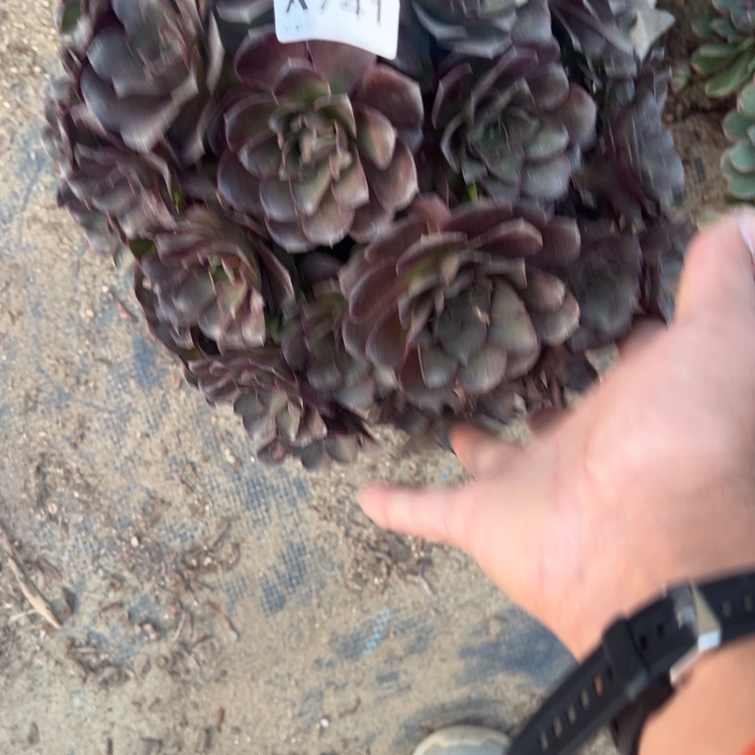 741玫金玫瑰多肉植物法师