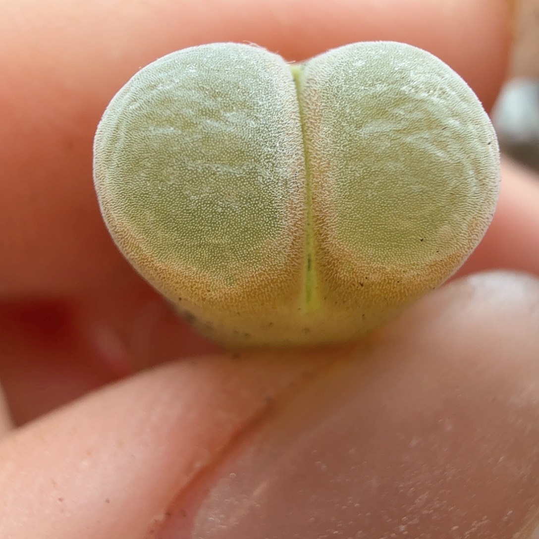 2.9.29/天鹅绒粉风铃/多肉植物