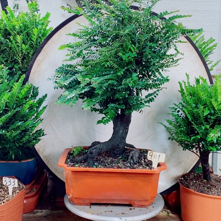 随***时完全开放901编号紫檀